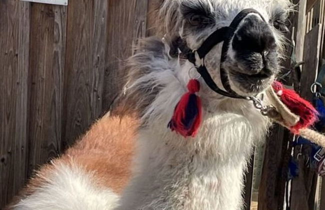 Kellerstockl am Hamerlberg/strem - Foto 18