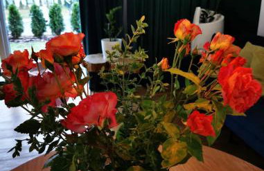 Open'er Festival- Nadmorski Apartament - Foto 8