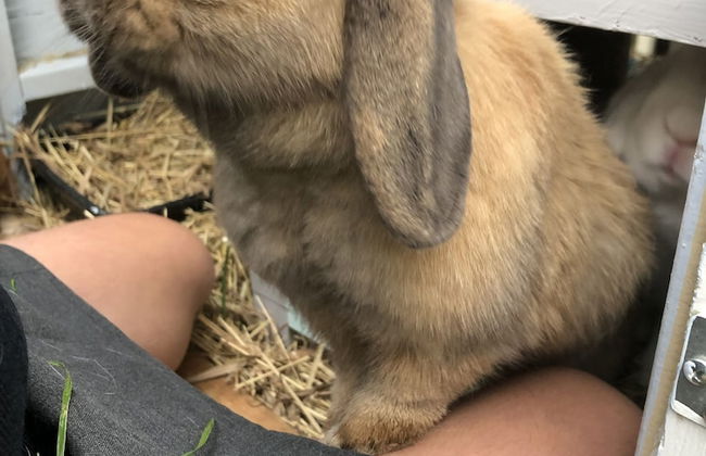 Willow Court Farm - Foto 3