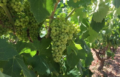 Masia Can Canyes & Spa - Photo 100