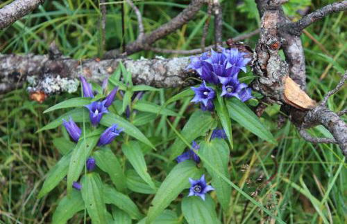 Cesa DOLOMITI - Foto 12