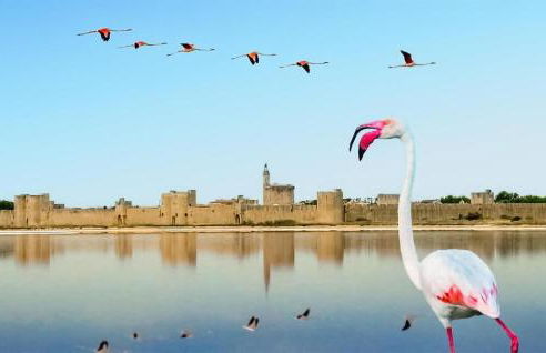 Maison Piscine Proche Arles - Foto 30