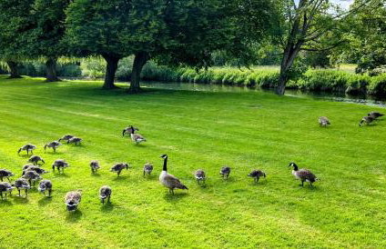 Riverbank Lodge - Foto 14