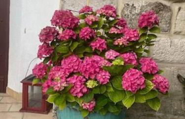 Charmant appart avec jardin - Foto 17