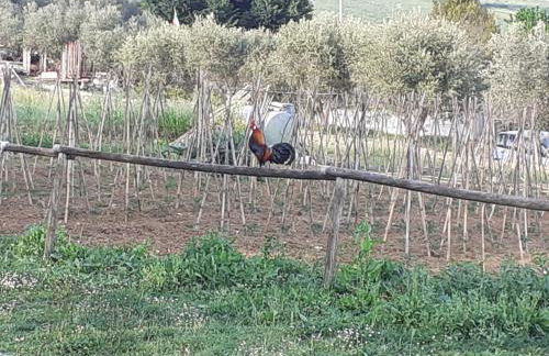 Pier Delle Vigne B&B - Foto 25