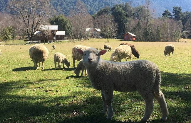 Cabana En La Pradera Lindo Paisaje En Pucon - Foto 28