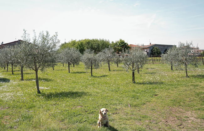 Villa Bongiovanni - Foto 47