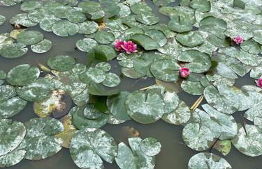Cosy north Devon lodge within Hartland forest - Foto 21