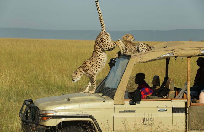 Safari de 3 días por Masái Mara - Foto 1