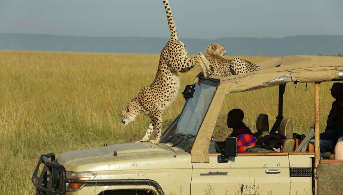 Guépard sur le véhicule
