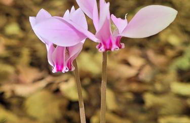 Farfalle in fiore Guesthouse - Foto 2