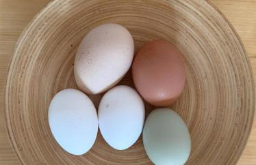 Apartment Sonne auf Bio-Hof - Foto 25