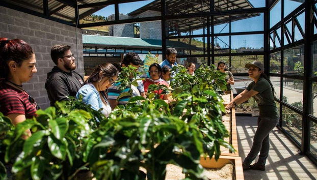 Aprendendo sobre o café costa-riquense