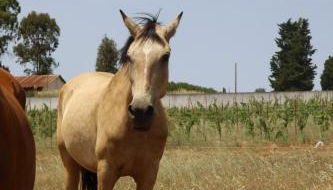 Herdade do Serra - Foto 3