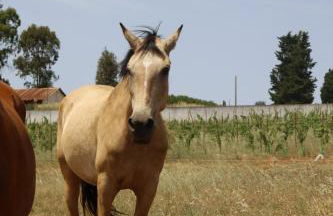 Herdade do Serra - Foto 3