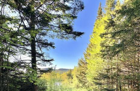 Cozy Off-Grid Cabin with Breathtaking Serene Views for a Peaceful Getaway Surrounded by Nature in Barton, Vermont - Foto 21