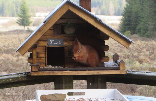 Cozy Forest Chalet Escape - Photo 14