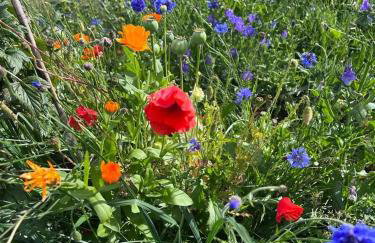 Willow Straw Bale Cabin - Foto 13