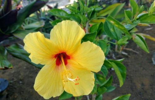 Pahoa Paradise Palms - Foto 22