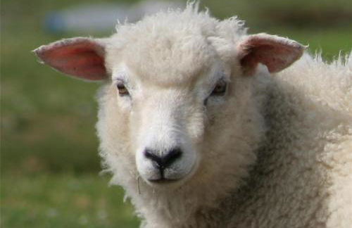 Ferienwohnungen am Aussendeich Wohnung 1 - Photo 13