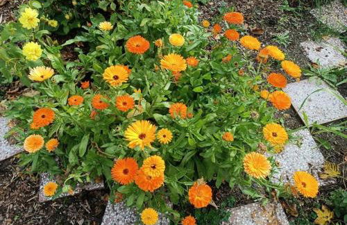 Ferienwohnung Sonnenhof - Foto 50