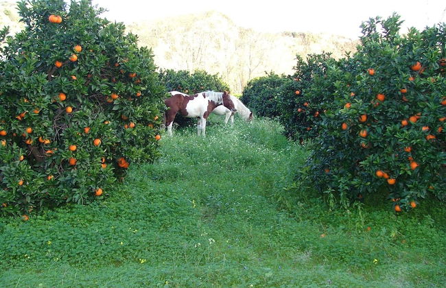 Holiday Home in Guardavalle Near River - Foto 50