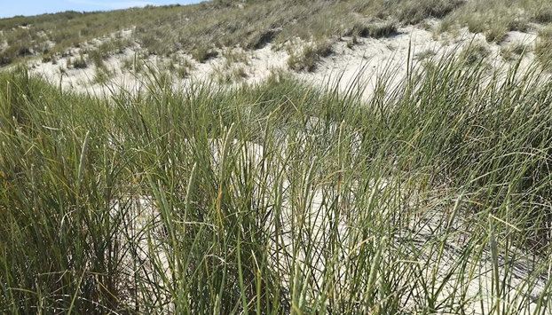 6 Person Holiday Home in Albaek - Foto 3, Miscelánea