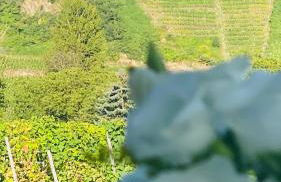 Haus im Weinberg - Foto 32