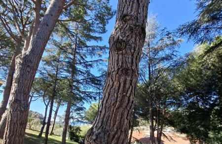 Le Mimose Garden - Photo 31