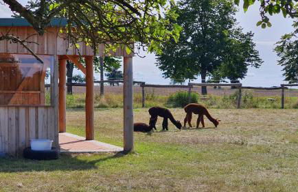 Seevilla Dubai - Luxus Ferienhaus - Foto 65