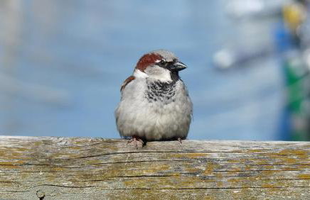Ferienwohnung Roth am Naturschutzgebiet Bodensee Eriskircher Ried - Foto 23