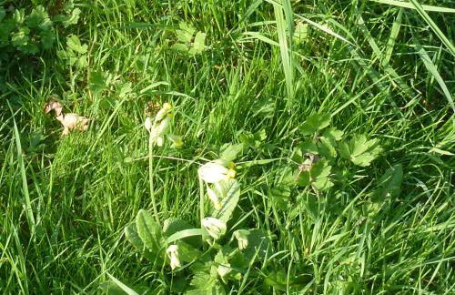 Thatch Close Cottages - Foto 13