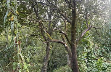 Nascente, place in nature next to a waterfall - Foto 28