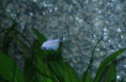 Casa da Fonte Gerês - Foto 100