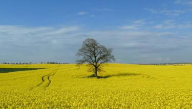 Sonnenwiese Großzügiges Haus mit Sauna und Kamin nahe Ostsee - Foto 3