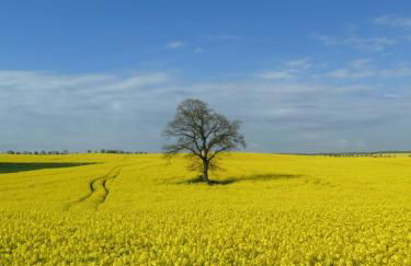 Sonnenwiese Großzügiges Haus mit Sauna und Kamin nahe Ostsee - Foto 3
