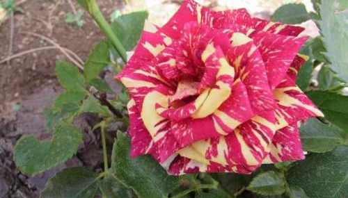 Quinta da Idalina - Foto 2, Garden