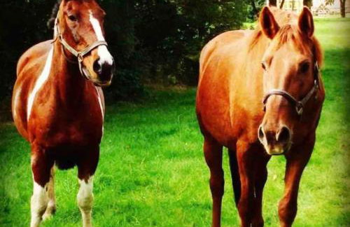 The Paddocks - Photo 11