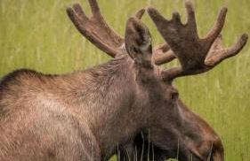 Sneaky Moose Townhome 2BR 2BA - Foto 35