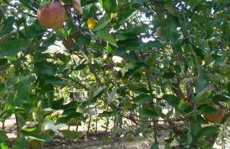 Casa do Tamanqueiro - Foto 6