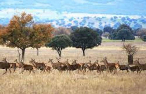 Casa FIGUEROA en Guadamur, próximo a Puy du Fou - Foto 20