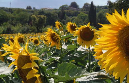 Podere La Capacciola - Photo 10