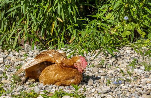 Ferienhof Mrowka - Photo 39