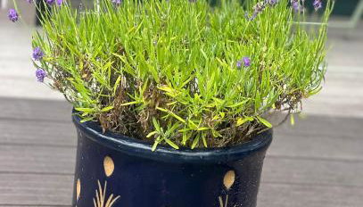 Little Pink Cabin - Foto 2