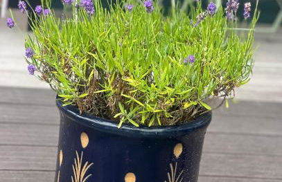 Little Pink Cabin - Foto 2