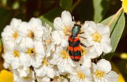 Ferienhaus Fuxbau - Foto 39