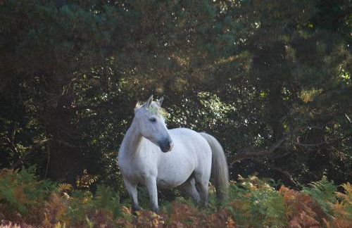 Avondale New Forest - Foto 27