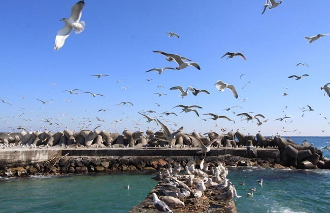 Blue Road Town Pension-Crystal - Foto 29