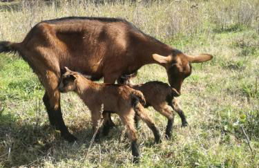 Agriturismo solare - Foto 27