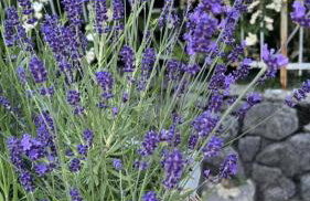 Panorama House Opatija - Photo 16